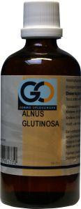 Alnus glutinosa van GO