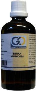 Betula verrucosa bio van GO