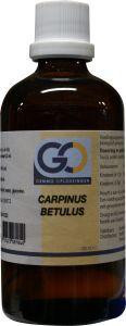 Carpinus betulus van GO