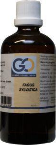 Fagus sylvatica gemmae 6 ml van GO