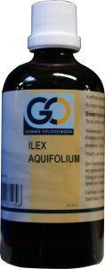 Ilex aquafolium van GO