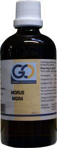 Morus nigra van GO