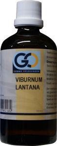 Viburnum lantana bio van GO